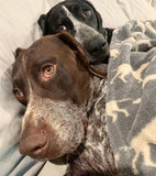 Tall Tails Pet Blanket