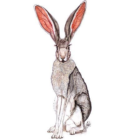 Cutting Board - Jack the Jackrabbit