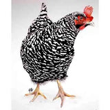 Dolly Estelle Cutting Boards