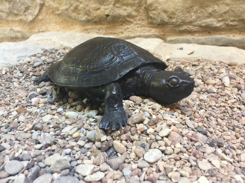 Red Eared Mud Slider Turtle