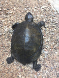 Red Eared Mud Slider Turtle