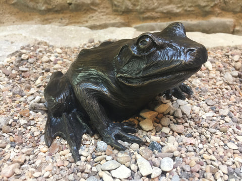Bull Frog