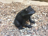 Gulf Coast Toad