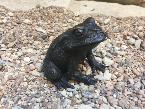 Gulf Coast Toad