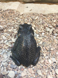 Gulf Coast Toad