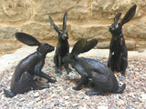 Jack Rabbit