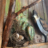 Quail Nest -Marsha Waits Art