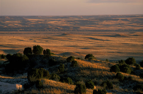 Favorite Forty: Texas High Plains- Wyman Meinzer