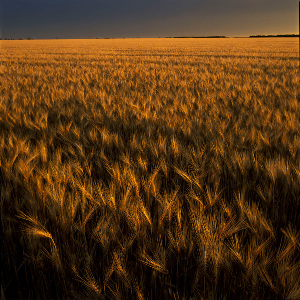 Favorite Forty: Wheat Field in Gold- Wyman Meinzer