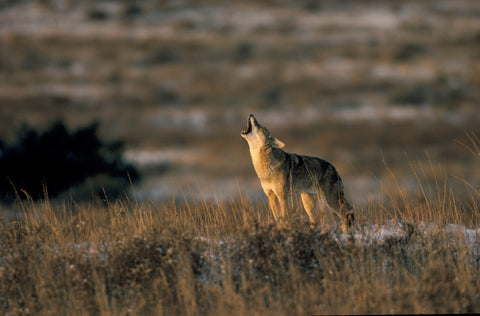 Favorite Forty: Song of the Sunrise- Wyman Meinzer Photographs