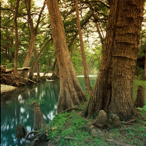 Favorite Forty: Cypress Along the Sabinal- Wyman Meinzer