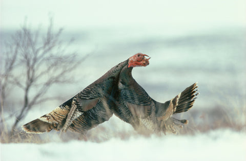 Favorite Forty: Duel in the Snow- Wyman Meinzer